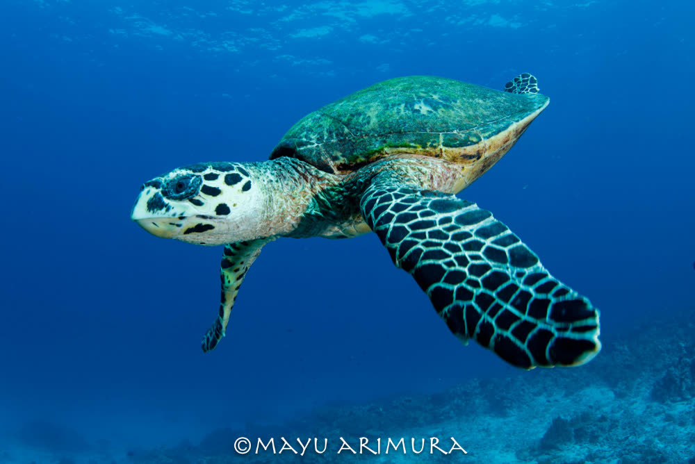 MV Blue Dolphin — Dive Safari Liveaboard, Phuket