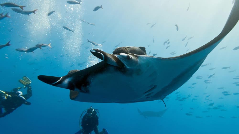 Discover Diving (Intro)